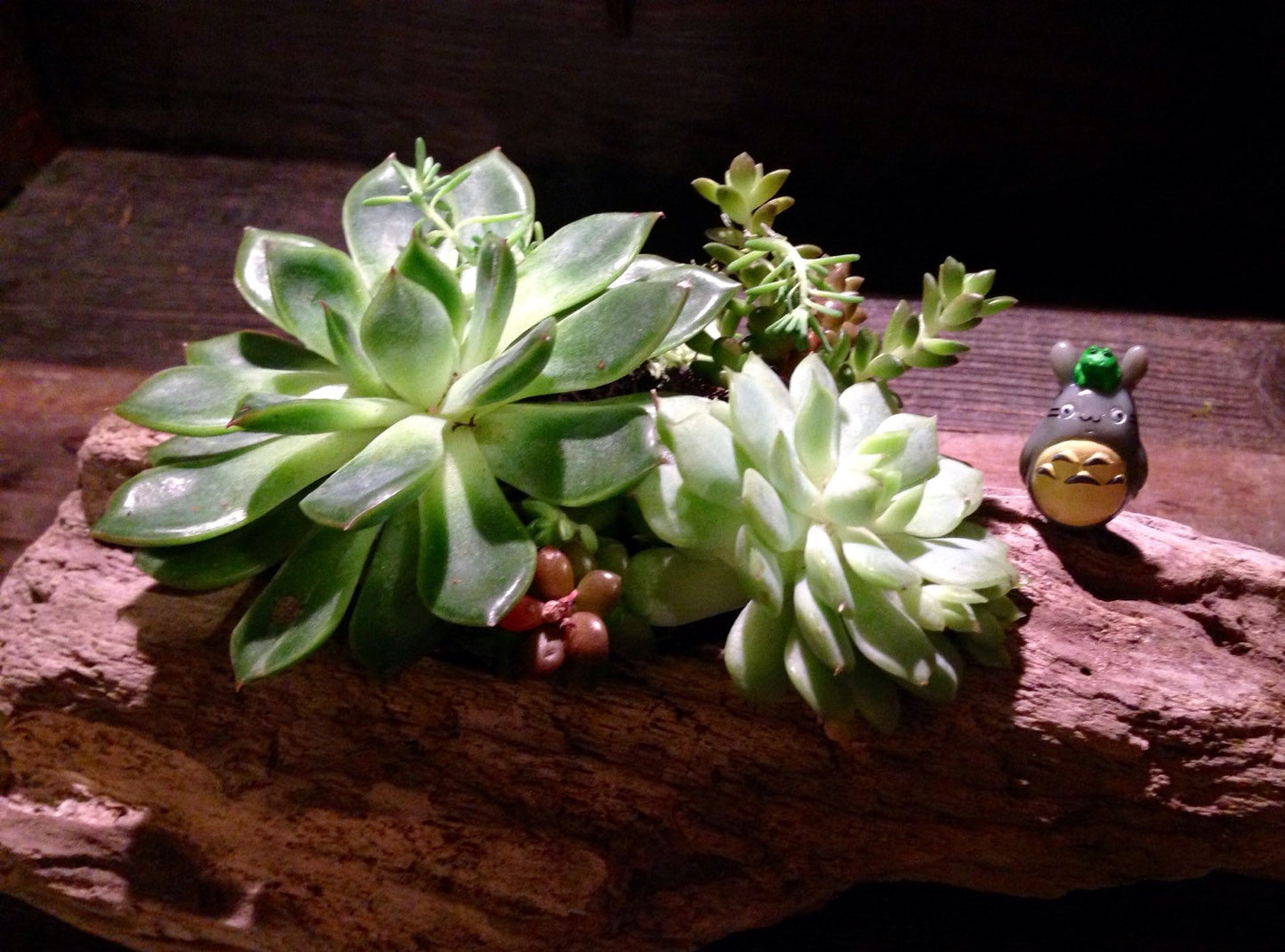 Driftwood succulent garden with totoro! Totoro's forest.