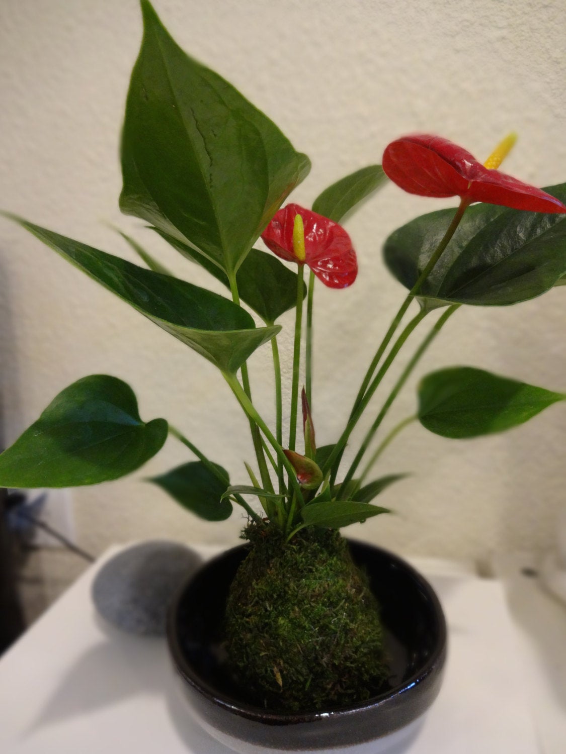 Red Anthrium Kokedama - Bonsai Moss Ball, anthrium, vivid red color