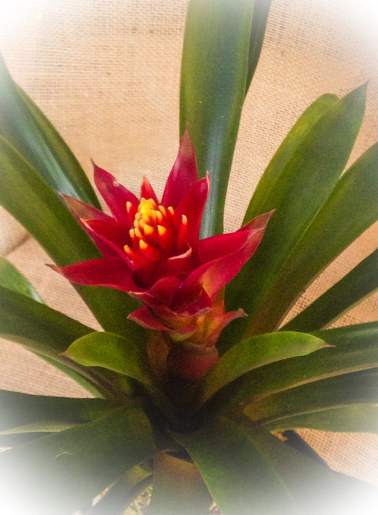 Lovely Red Bromeliad-Large Kokedama - Moss ball, Japanese indoor garden decoration.