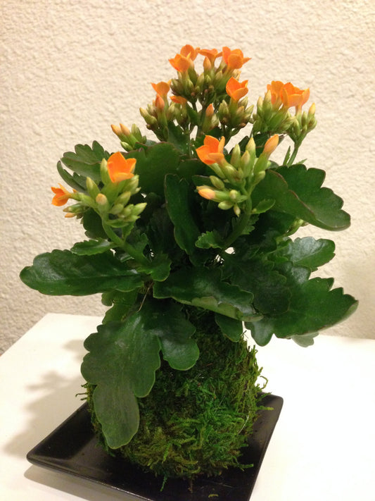 Kalanchoe Kokedama assorted bulk order Qty =10, for your event, gift, and special occasion.