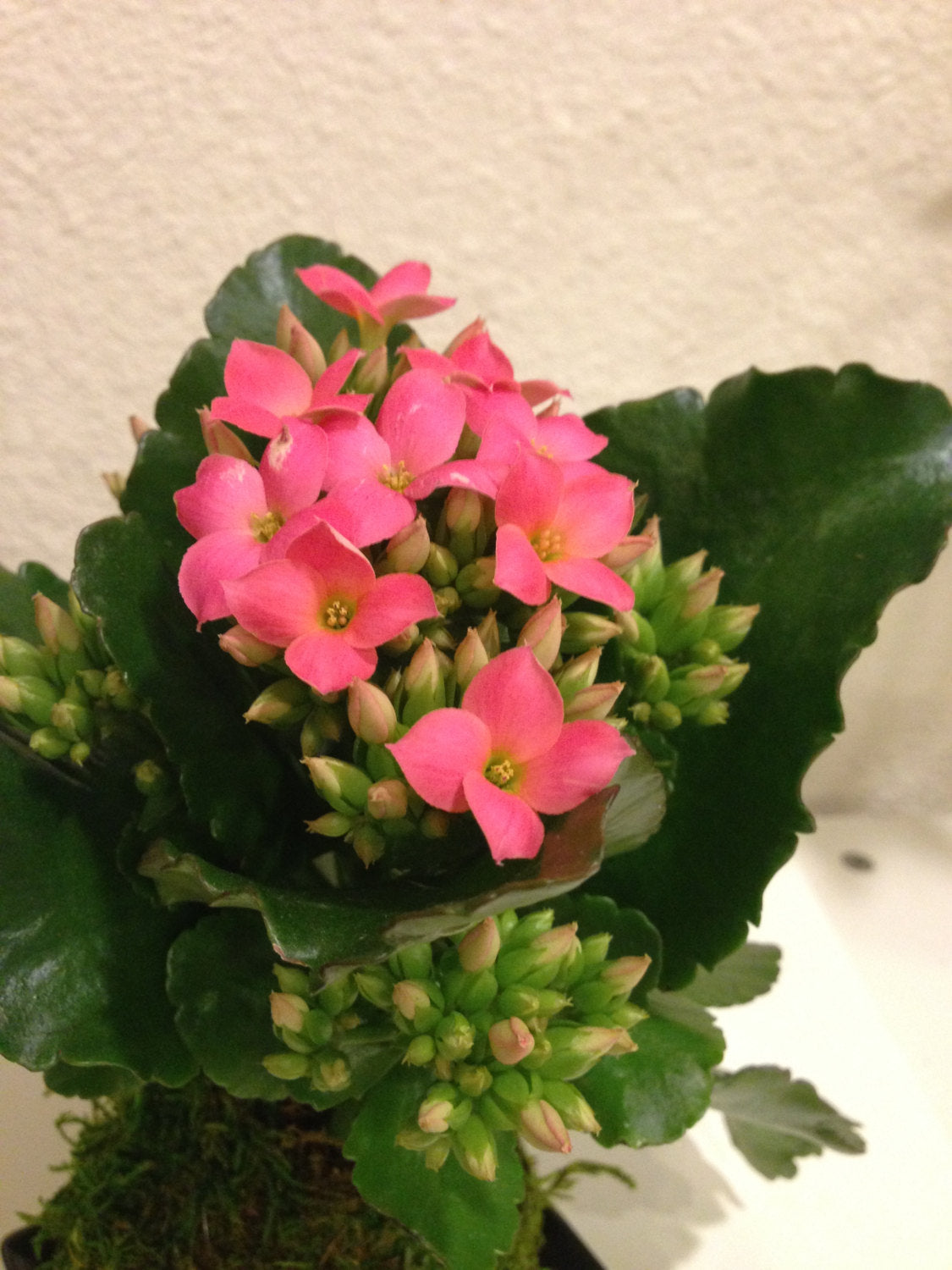 10pcs of assorted Kalanchoe Kokedama for your event, gift, and special occasion.