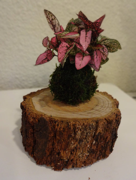 Pink Hypoestes polka dot plant Kokedama, lovey pink - mossball.