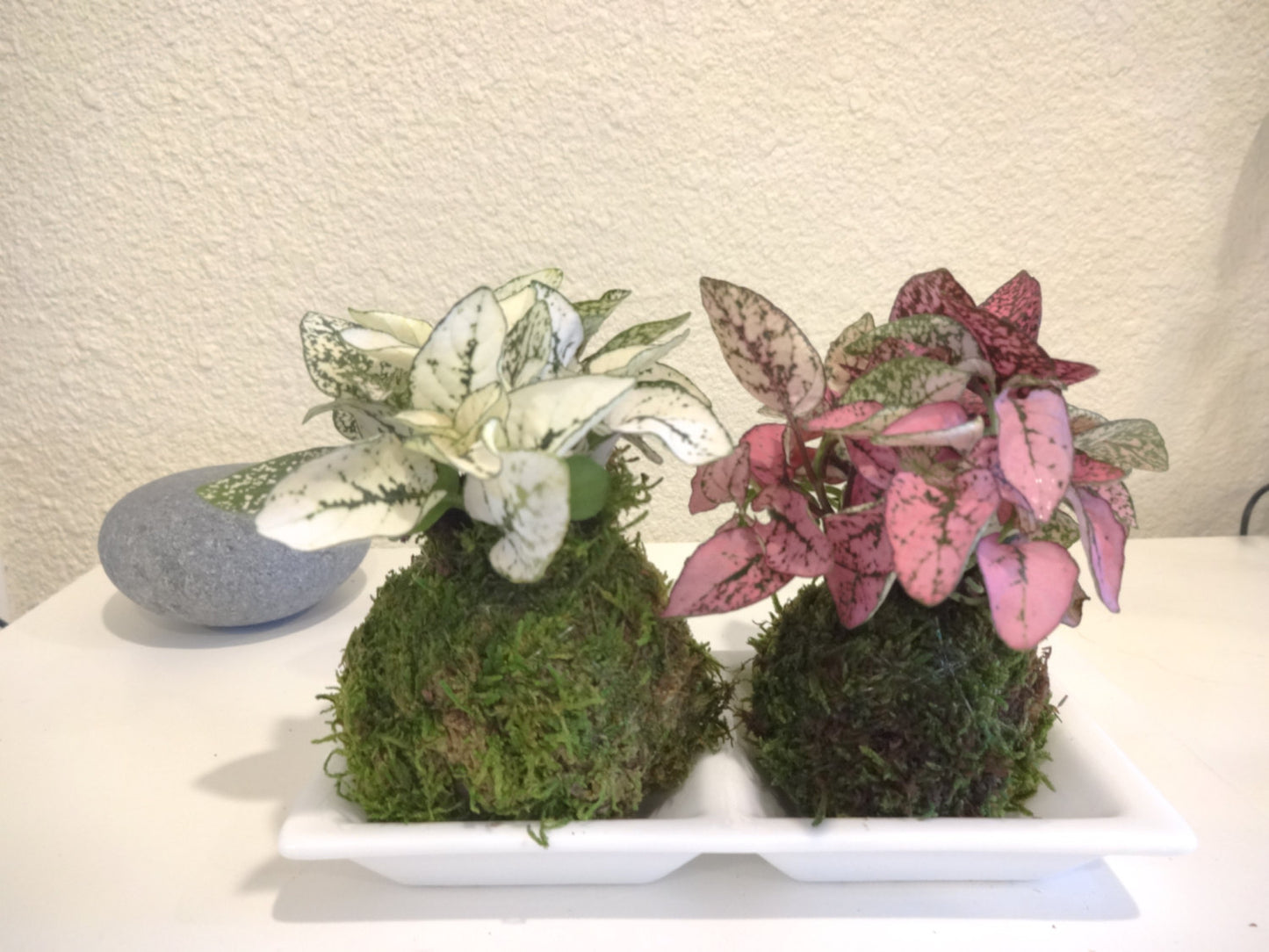 Polka dot - Hypoestes pair of pink and white Kokedamas - Mini Moss ball 2 x 2 x 4 inch tall each.