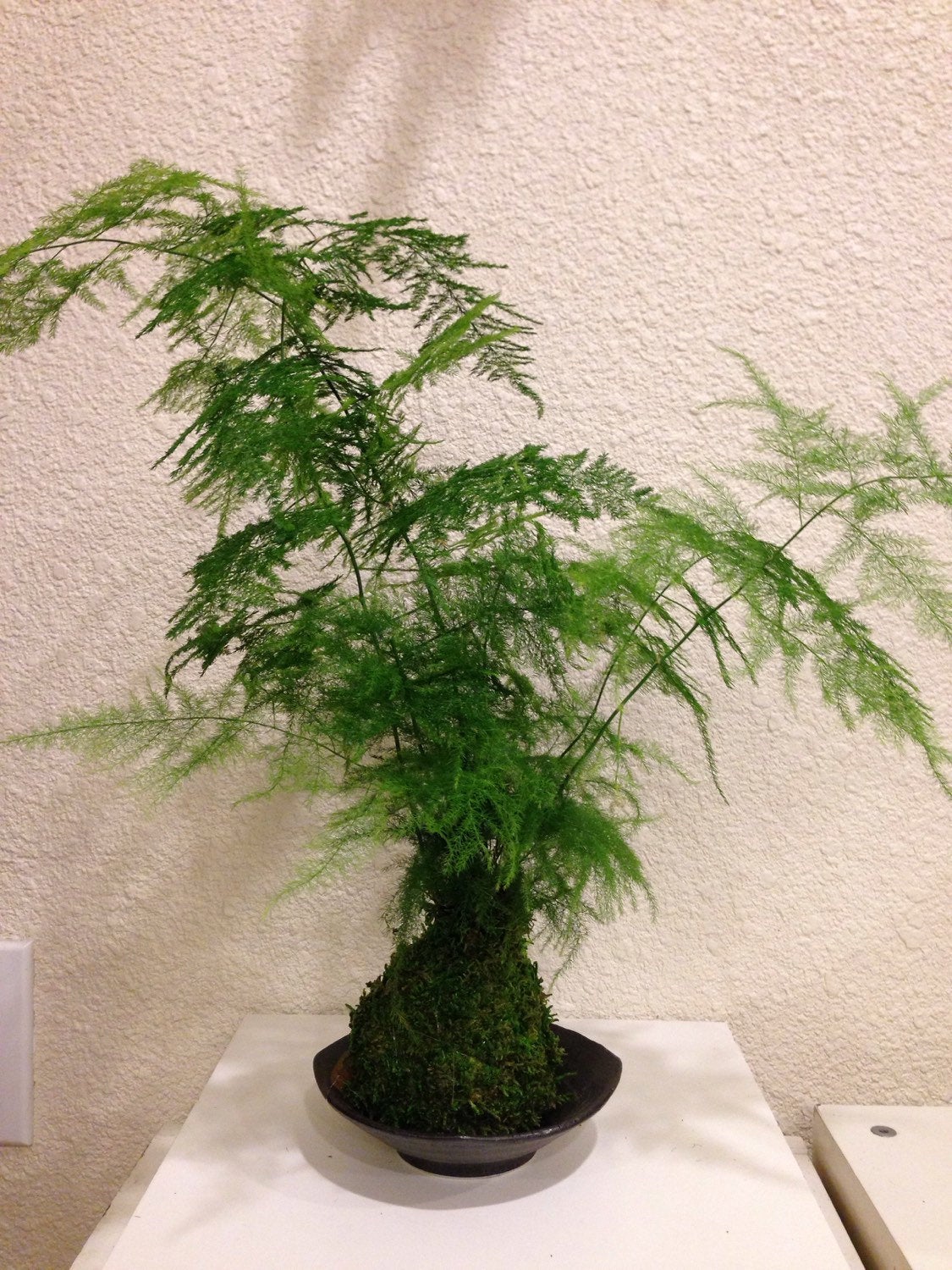 Asparagus fern Kokedama - Bonsai Moss ball, Chose your size  Medium or Large!