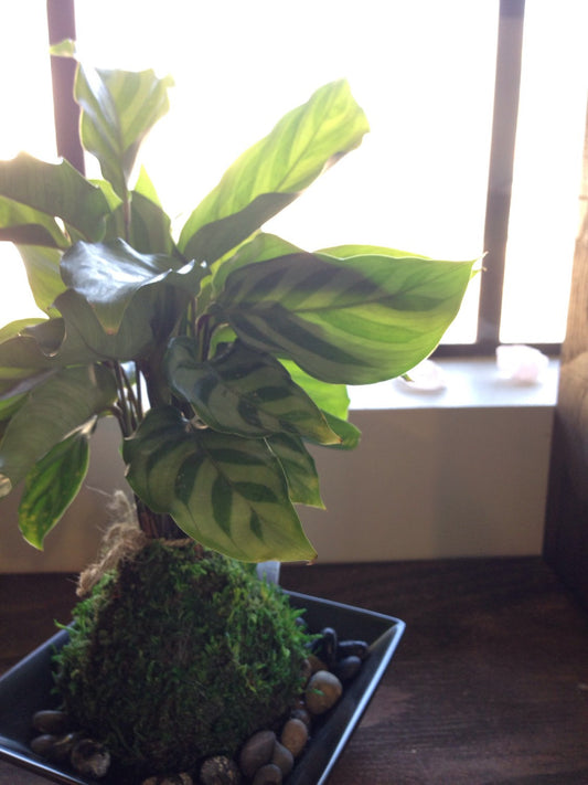 Zebra, Calathea, Kokedama - Bonsai Moss ball - Japanese house plant decoration