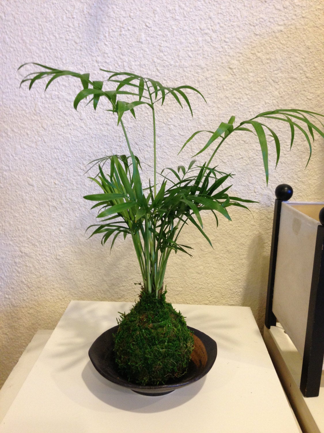 Parlor Palm Kokedama - Moss ball, Japanese ancient botanical technique.